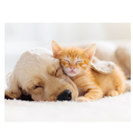 sleep dog and kitten